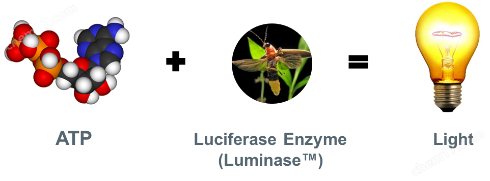 自来水微生物检测试剂包